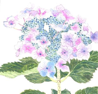 Hydrangea